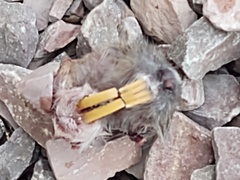 Geomys bursarius