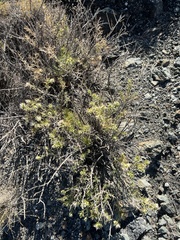 Hecastocleis shockleyi