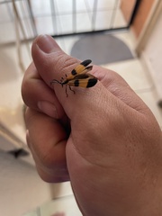 Calopteron terminale