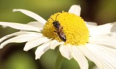 Hylaeus conspicuus