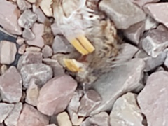 Geomys bursarius