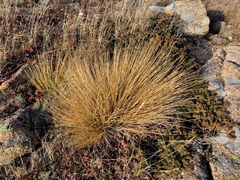 Trichophorum cespitosum