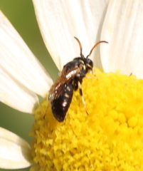 Hylaeus conspicuus