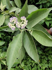 Solanum mauritianum