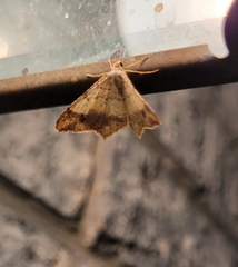 Psamatodes abydata