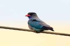 Eurystomus orientalis