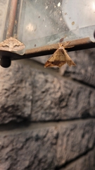 Psamatodes abydata