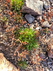 Mononeuria groenlandica