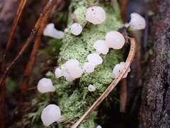 Baeomyces