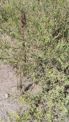 Heterotheca subaxillaris