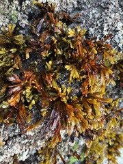 Pelvetiopsis limitata