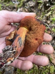 Rubroboletus pulcherrimus