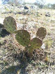 Opuntia megapotamica