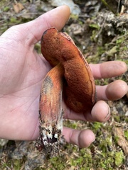 Rubroboletus pulcherrimus
