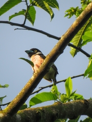 Eurylaimus ochromalus