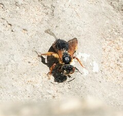 Halictus parallelus