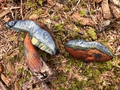 Rubroboletus pulcherrimus