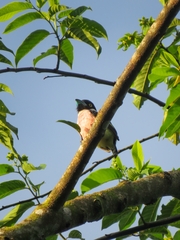 Eurylaimus ochromalus