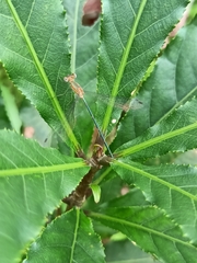 Lestes undulatus