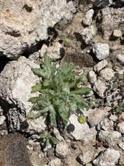 Trichoptilium incisum