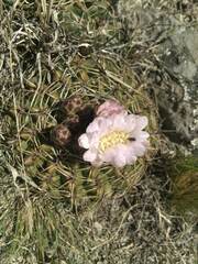 Gymnocalycium monvillei