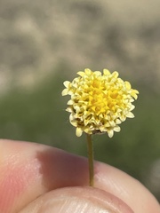 Trichoptilium incisum