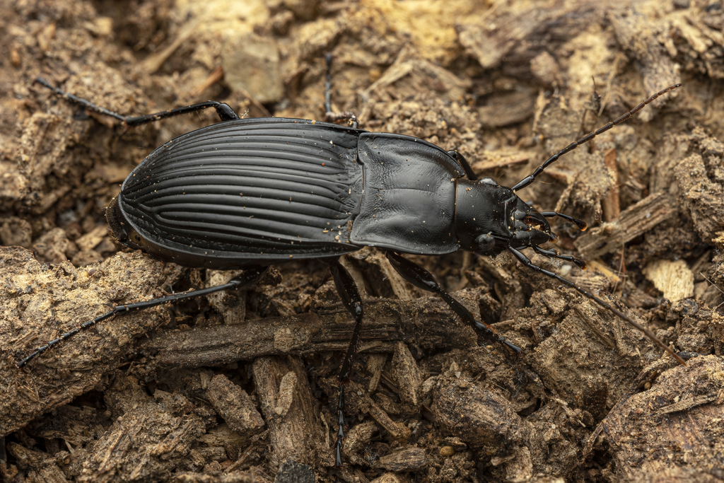 Dicaelus dilatatus