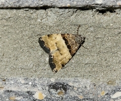 Cobubatha dividua