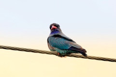 Eurystomus orientalis