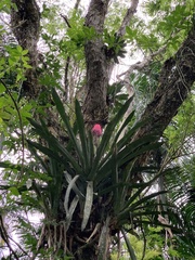 Quesnelia quesneliana