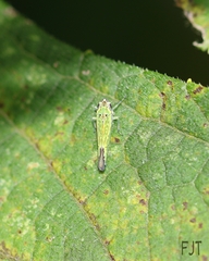 Cicadellini