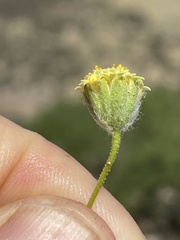 Trichoptilium incisum
