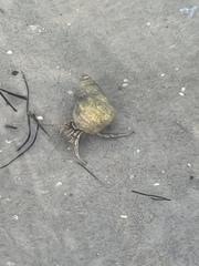 Clibanarius vittatus