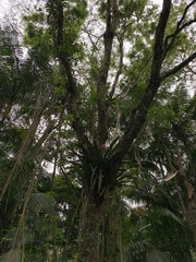 Quesnelia quesneliana