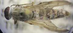 Therevidae