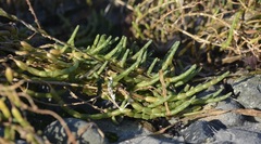 Salicornia pacifica