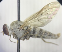 Therevidae