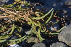 Salicornia pacifica