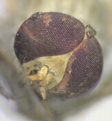 Therevidae