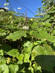 Persicaria runcinata