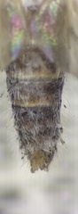 Therevidae