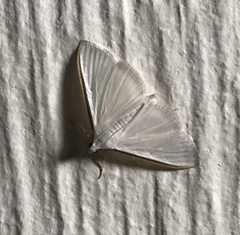 Diaphania costata