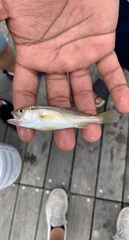 Cynoscion regalis
