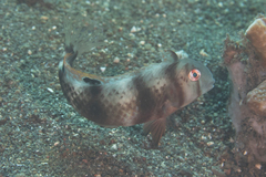 Iniistius aneitensis