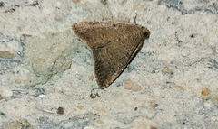 Condica sutor
