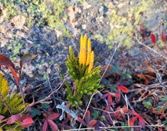 Dendrolycopodium hickeyi