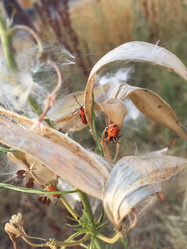 Large Milkweed Bug photographed in North Carolina
