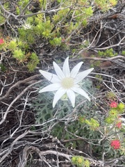 Actinotus helianthi