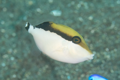 Sufflamen chrysopterum