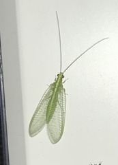 Chrysoperla rufilabris